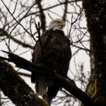 eagle watch