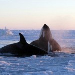 Marina Lacasse / Canadian PressKiller whales surface through a small hole in the ice near Inukjuak, Northern Quebec, on Tuesday.