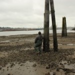 Daniel Kuntz, biologist with the Squaxin Island Tribe, inspects creosote pilings on the tribe’s tidelands before they’re removed.