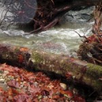 Coho salmon swim in newly restored habitat in Cherokee Creek.