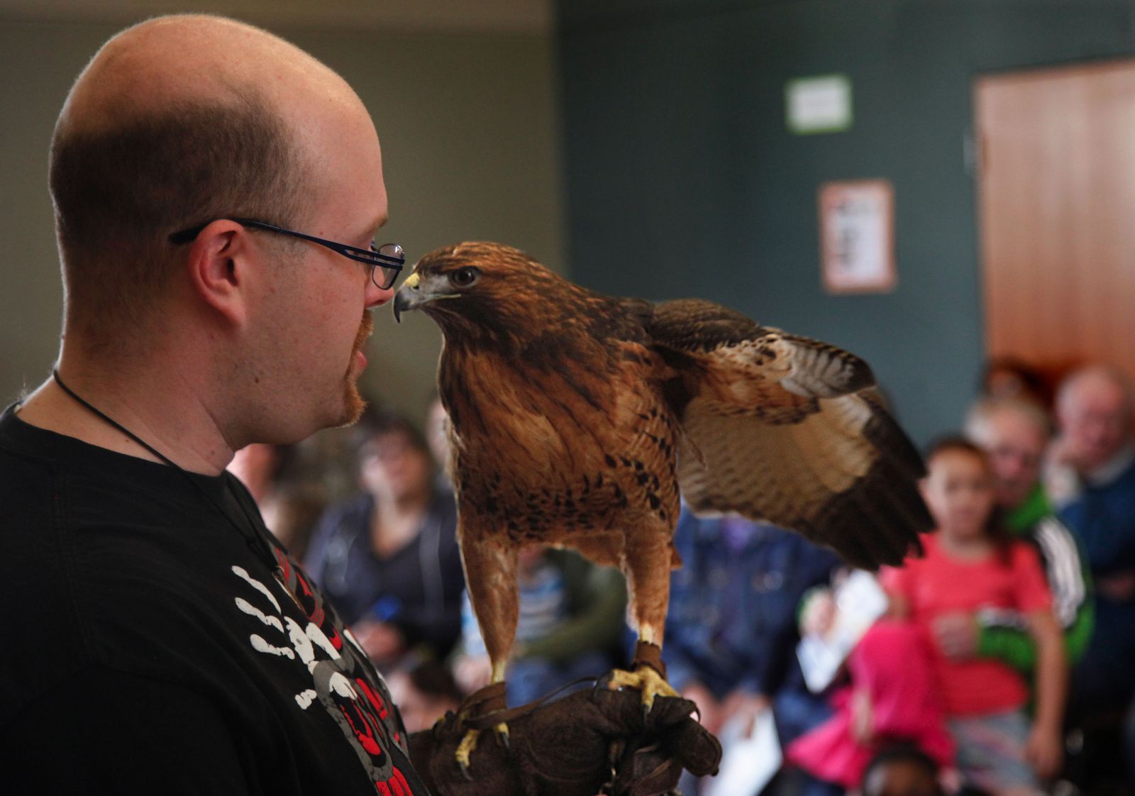 Dan Bates / The HeraldSarvey Wildlife Center volunteer Robert Lee holds a red-tailed hawk with only one wing Friday at the Snohomish Library. Having lost a wing, the hawk will remain at Sarvey for the rest of its life, Lee said.