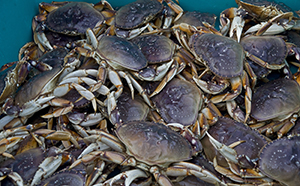 The Quinault Indian Nation proposes to research how low oxygen events may be affecting Dungeness crab populations in their traditional fishing waters. Dungeness crab is important culturally and economically to most western Washington treaty Indian tribes.