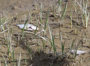 Dead shiner perch lay in the mud after hundreds of the fish died on April 26 in Browns Slough. Just the day before, Skagit River System Cooperative counted 416 Chinook fingerlings in this same area.