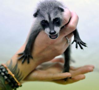 Lauren SalcedoA young raccoon is fed and weighed at Sarvey Wildlife Care Center in Arlington