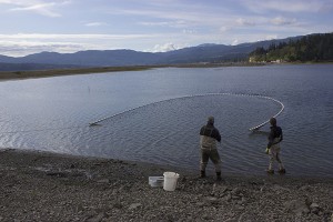 The Jamestown S’Klallam Tribe seined Washington Harbor to develop a baseline of fish populations in the harbor. The harbor’s roadway and two culverts will be replaced by a bridge later this summer. More photos can be found at NWIFC’s Flickr page by clicking on the photo.