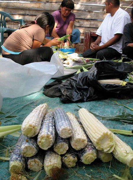 A family on the Navajo Nation in the Four Corners area of the Southwest makes kneel down bread, a traditional food made with blue corn. Photo: Brett Ramney.