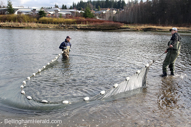 Dan Kruse, left, and Robert Teton of the Lummi Natural Resources Department, use a net to try to catch juvenile salmon to count on Feb. 15, 2012 at Marine Park in Bellingham. The department counts juvenile salmon around Bellingham Bay about once every two weeks. The Lummi and Nooksack tribes have asked federal agencies to file a lawsuit on their behalf to help determine the amount of water they should be guaranteed to bolster Nooksack River salmon stock.COLIN DILTZ — THE BELLINGHAM HERALD
