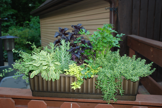 Patio container garden