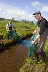 Skokomish steelhead biologist Matt Kowalski and natural resources technician Aaron Johnson slowly drag a seine net through one of the small channels in the Skokomish Tidelands to gather a sample of marine life.