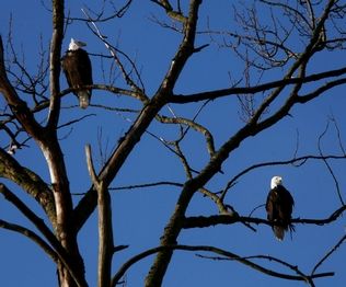 Dan Bates / The HeraldA bald eagle prepares to leave its perch on Smith Island near I-5 and the Snohomish River in January.