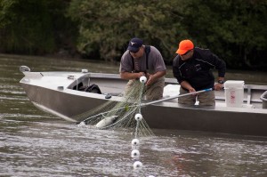 Lummi Natural Resources staffers Tony George, left, and Ralph Phair collect a hatchery chinook salmon from a tangle net in the Nooksack River.