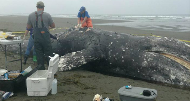 Researchers perform a necropsy on a gray whale that washed up on the Washington coast near Westport. (David Haviland/KBKW image)