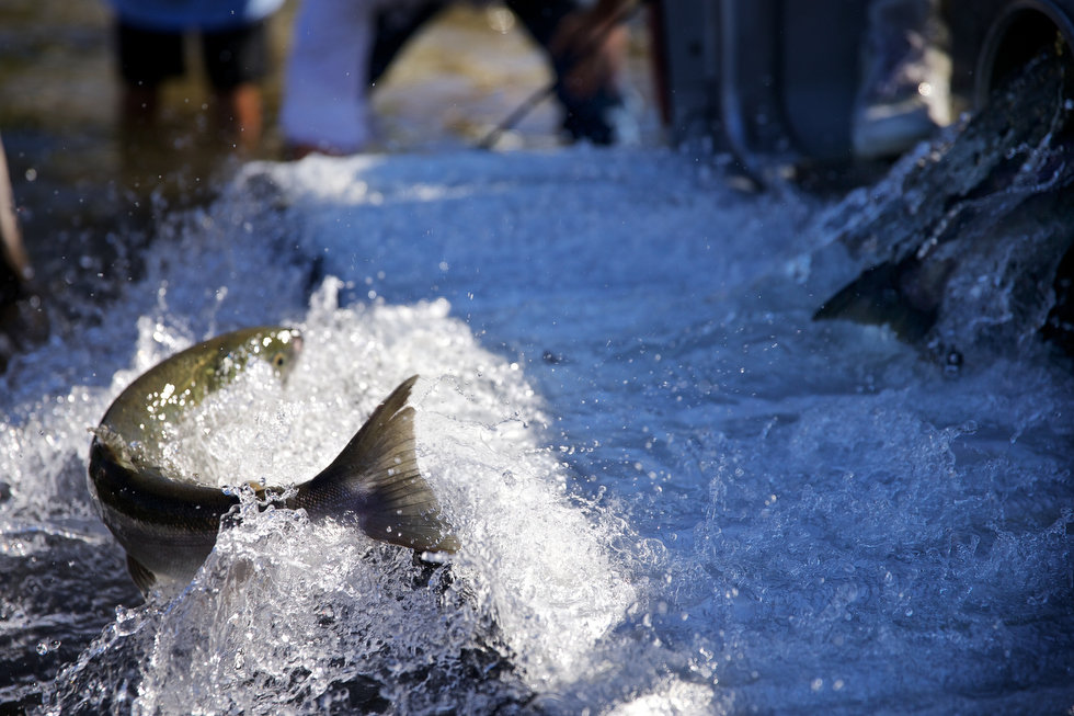 LAKE CLE ELUM, WASHINGTON - Jun. 13, 2013 - Sockeye salmon were released into the lake in a ceremony Wednesday, July 10, 2013, to mark the first return of sockeye salmon to Lake Cle Elum in 100 years. Sockeye salmon were reintroduced to the lake in 2009 by the Yakama Nation and the fish released today are the first of those salmon to return to the lake. Thomas Boyd/The Oregonian 