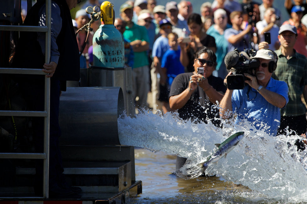 LAKE CLE ELUM, WASHINGTON - Jun. 13, 2013 - Media and bystanders watch as sockeye salmon were released into the lake, Wednesday, July 10, 2013, to mark the first return of sockeye salmon to Lake Cle Elum in 100 years. Sockeye salmon were reintroduced to the lake in 2009 by the Yakama Nation and the fish released today are the first of those salmon to return to the lake. Thomas Boyd/The Oregonian 