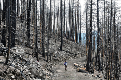 Larry LamsaValles Caldera, N.M., after the 2011 Las Conchas Fire.