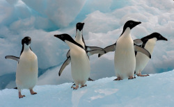 Antarctica’s penguins could benefit from proposals to create huge international marine preserves in their ‘hood.