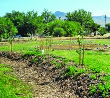 This is the beginnings of Big Pine Paiute Tribe’s new community garden permaculture demonstration garden swale that is planted with fruit trees, berries and shrubs and will “create an edible food forest in a couple of years,” states a news release. The garden is part of a newly-funded Sustainable Food System Development Project which also includes a tool-lending shed, seed bank and farmers market. Photo courtesy Big Pine Paiute Tribe of the Owens Valley