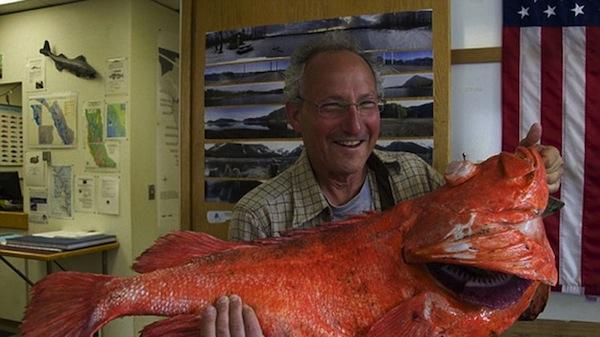 Associated PressSeattle insurance adjuster Henry Liebman with his possibly 200-year-old, nearly 40-pound rockfish caught off Alaska.
