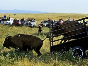34 genetically pure bison were released into a 1,000 acre pasture Aug. 22, 2013, on the Fort Belknap Reservation in northern Montana.(Photo: Rion Sanders, Great Falls (Mont.) Tribune)