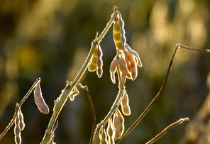 JUAN MABROMATA / AFP/Getty Images, 2012Transgenic soy plants are seen in an Argentina farm field. 