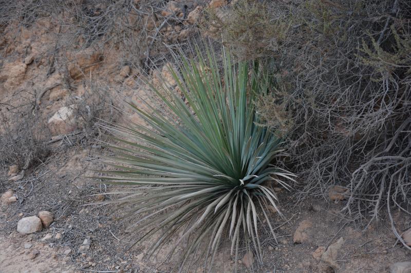 Yucca-for-rope-JillR