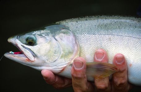 Photos by Mike Benbow / For the HeraldPinks like to travel close to shore, so fishing for pink salmon is a great family sport.