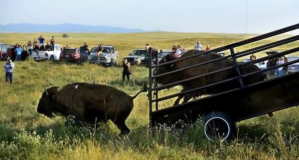 Rion Sanders/Great Falls TribuneThirty-four genetically pure bison were released onto a 1,000-acre pasture on the Fort Belknap Reservation on Thursday, August 22.