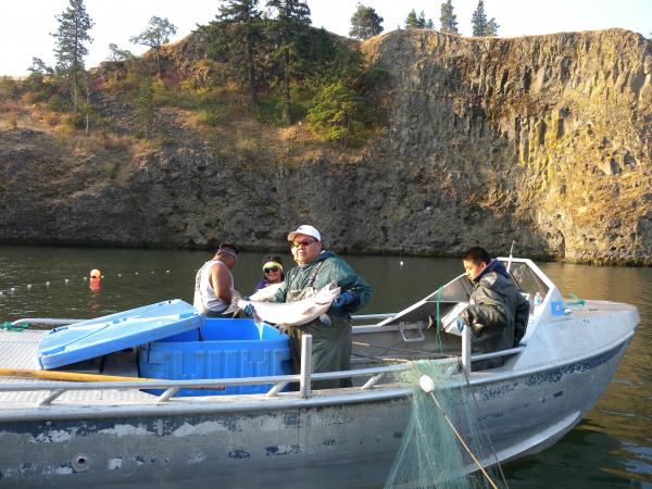 Courtesy Columbia River Inter-Tribal Fish CommissionA tribal fisher loads fall chinook into their boat on the Columbia River near Hood River, Oregon.