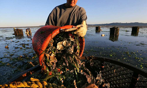 A Goose Point Oyster Co. employee harvests fresh oysters at dawn on the Nisbet family’s tidelands in Willapa Bay. The Nisbets struggled to make ends meet in recent years as ocean acidification wiped out oyster reproduction in the bay and along the coast. 