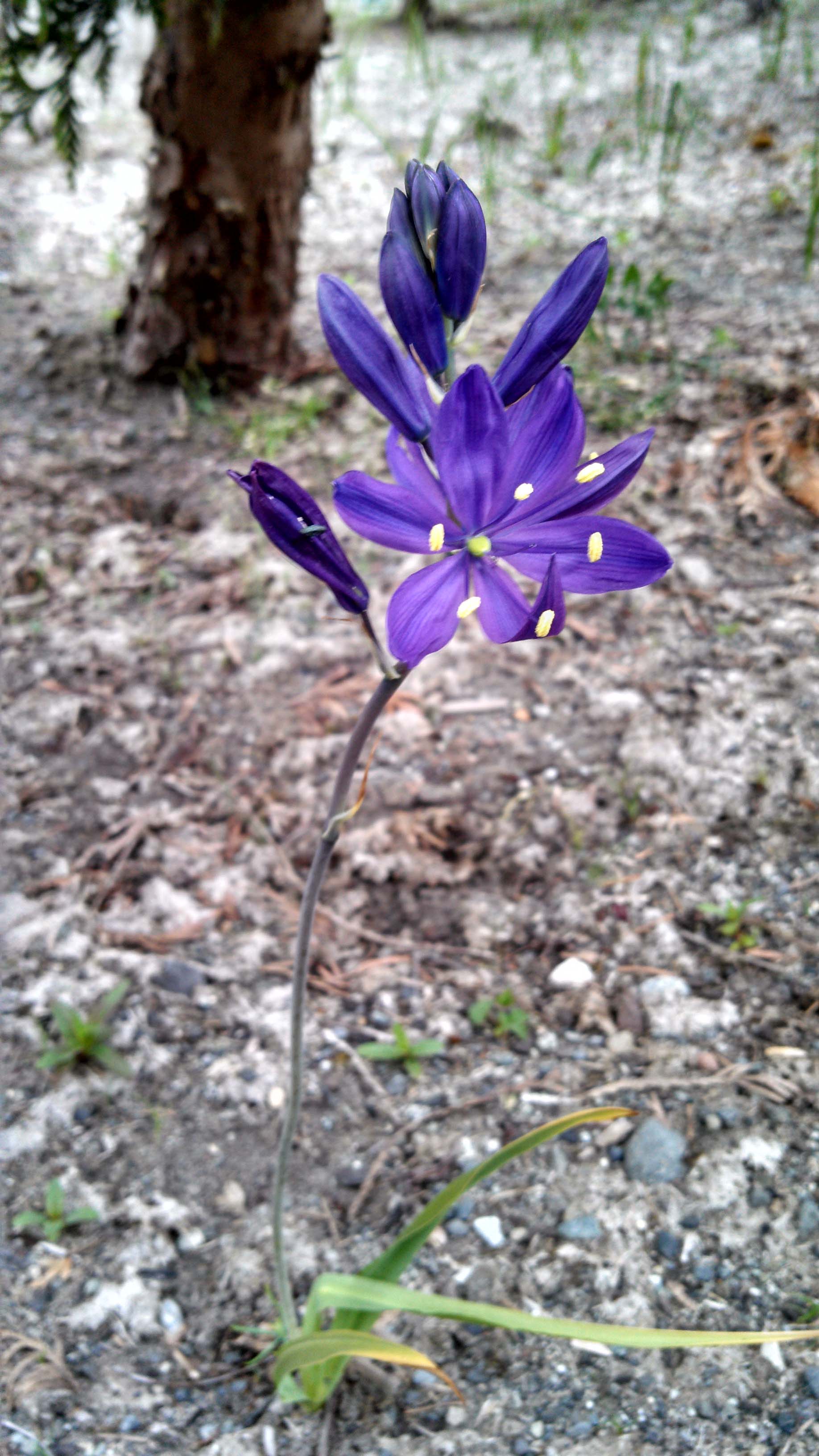 Camas bloom Photo by Derek Marks