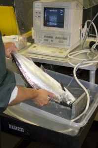 Staff at NOAA’s Manchester Research Station ultrasound a chinook salmon to determine its sex and whether it is ready to be spawned.