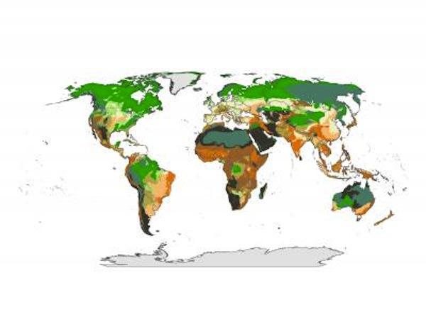 Wildlife Conservation SocietyThe map illustrates the global distribution of the climate stability/ecoregional intactness relationship. Ecoregions with both high climate stability and vegetation intactness are dark grey. Ecoregions with high climate stability but low levels of vegetation intactness are dark orange. Ecoregions with low climate stability but high vegetation intactness are dark green. Ecoregions that have both low climate stability and low levels of vegetation intactness are pale cream.