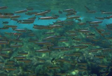 A school of sardines. The tool will soon produce a months-long outlook for Pacific Northwest sardine habitat.Image-Wikimedia / Alessandro Duci - See more at: http://alaska-native-news.com/alaska-native-news-at-sea/9212-new-ocean-forecast-could-help-predict-fish-habitat-six-months-in-advance.html#sthash.JjthM2LO.dpuf