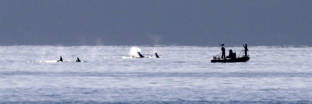 About a half-dozen orca whales swim and splash close to a small research vessel following the group near Bainbridge Island in the Puget Sound Tuesday, Oct. 29, 2013, as seen some miles away from Seattle. The whales were among about 20 or more, believed to be from the resident J and K pods, seen traveling through the passage Tuesday afternoon. Photo: Elaine Thompson, AP 