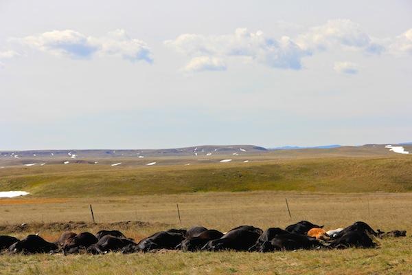 Christina RoseDead cattle await burial on the Pine Ridge Reservation after the record-breaking, rogue blizzard that hit South Dakota in early October. Newly elected NCAI President Brian Cladoosby is urging Congress to pass the stalled farm bill, which would help aid those who lost livestock in the disaster.