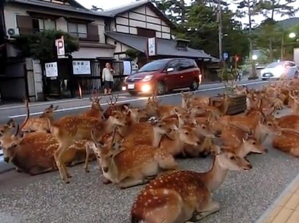 bambi_sit-in_japan-nara_park-youtube