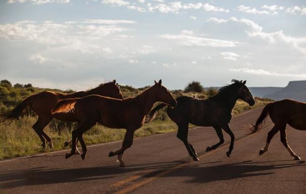 wildhorsesrobles