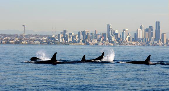 Credit AP Photo/NOAA Fisheries Service, Candice EmmonsFILE - In this file photo provided by the National Oceanic and Atmospheric Administration (NOAA) and shot Oct. 29, 2013, orca whales from the J and K pods swim past a small research boat on Puget Sound in view of downtown Seattle.