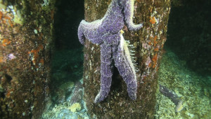 A dying Pisaster ochraceus sea star in the waters off West seattle dangles by its tentacles off an underwater piling that would normally be covered with a rainbow of sea stars. | credit: Laura James