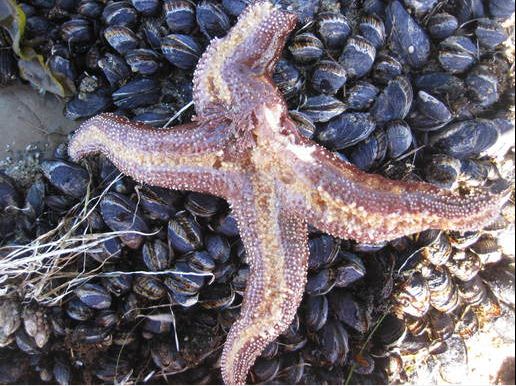 Seastar wasting syndromeA diseased seastar. (Nate Fletcher / Pacific Rocky Intertidal Monitoring Lab)