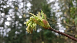 Indian Plum, also known as Oso Berry or Oemleria cerasiformis, is one of the first native plants to bloom each spring.