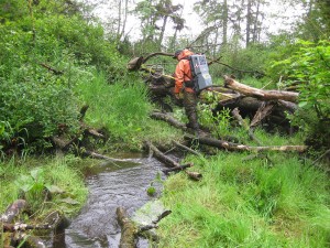 Todd Zackey electrofishes Hibulb Creek to determine whether there are juvenile chinook using the small coastal stream.