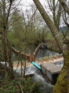 A fish weir guides juvenile steelhead into a trap in Hansen Creek. The steelhead are tagged and then released to help fisheries managers learn more about smolt-to-adult survival.