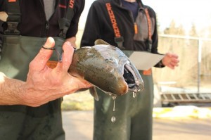 A winter coho is sampled for genetic material on the White River, a tributary of the Puyallup.