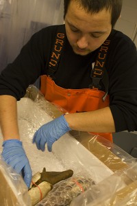 Suquamish Seafoods employee James Banda packs geoduck for international shipping.