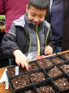 Tulalip tribal member Gisselo Andrade Jr., helps transplant broccoli that will be harvested for the Tulalip Food Bank during the Greenhouse Gardening class hosted by the Tulalip Tribes and Washington State University Snohomish County Master Gardeners Foundation on March 16, 2014. Photo/ Richelle Taylor