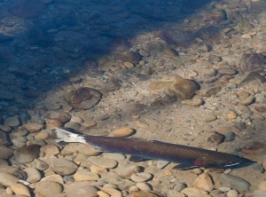 Steelhead-Salmon-River1-300x222