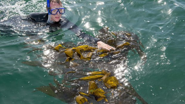 A graduate student in the marine biology program at Cal State Long Beach collects kelp in the waters off of Long Beach during Kelp Watch 2014’s initial collection of samples. (Photo credit: David J. Nelson/Cal State Long Beach)