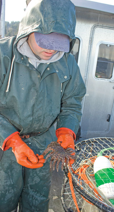 George Stearns, shellfish biologist for the Puyallup Tribe, inspects a sick sea star caught during the tribe’s crab monitoring study.