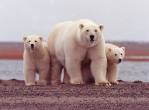 Polar Bear Sow and Cubs along Beaufort Sea. Image-USFWS